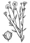 Coloring pages flax