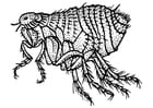 Coloring pages flea