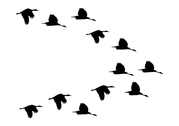 Coloring page flock of ducks
