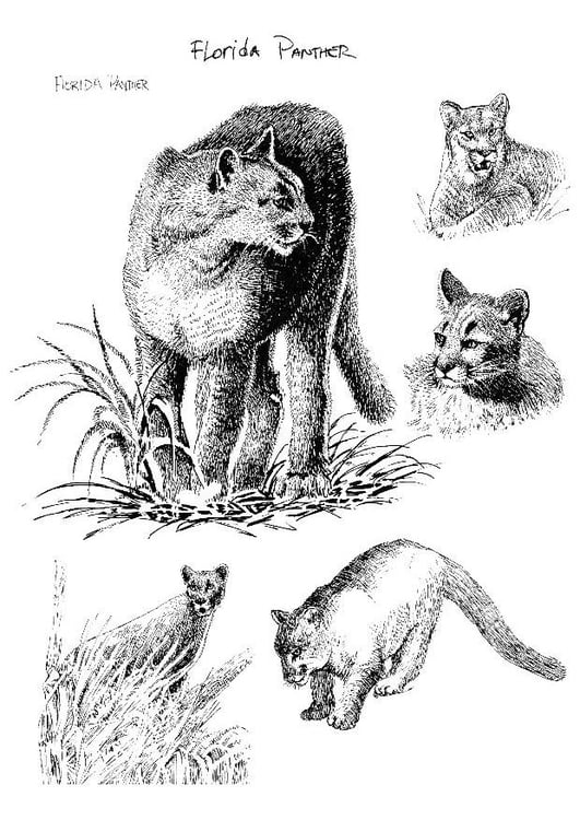 Coloring Page Florida panther Free printables Img 8558