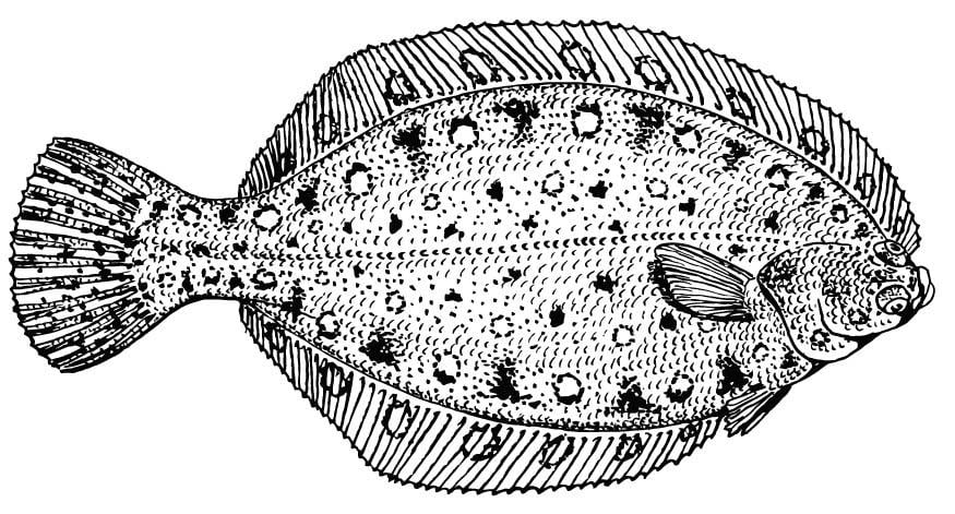Coloring page flounder