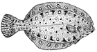 Coloring page flounder