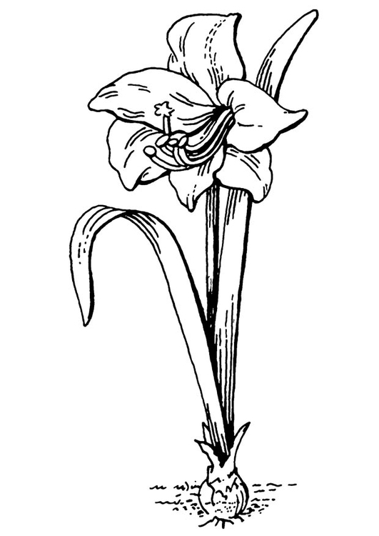 Coloring Page Flower Amaryllis Free