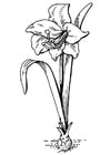 Coloring pages flower - amaryllis