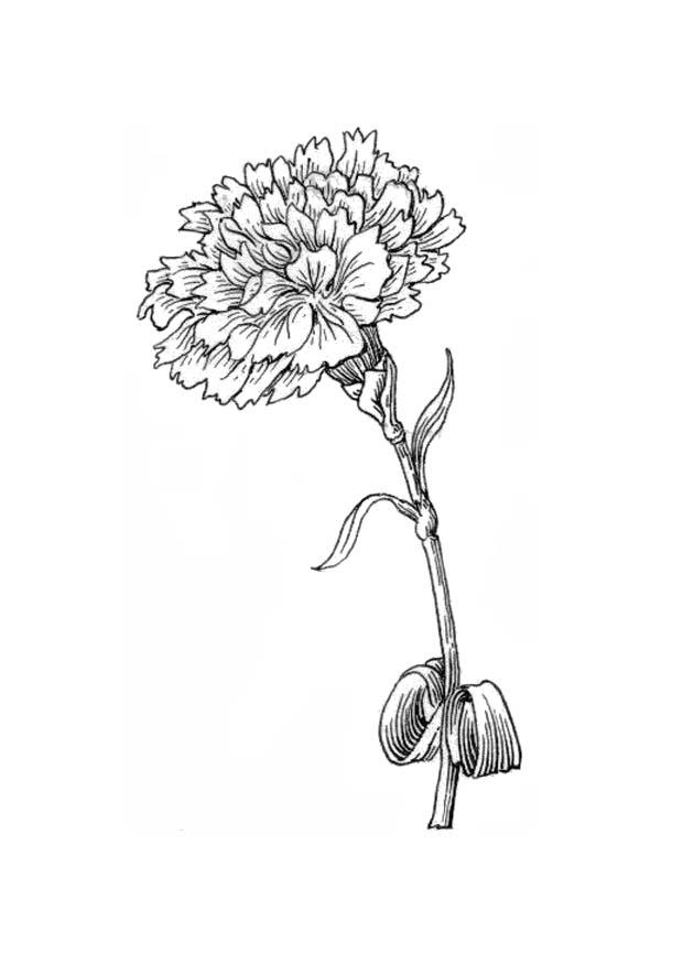 Coloring page flower - carnation
