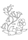 Coloring pages flowers