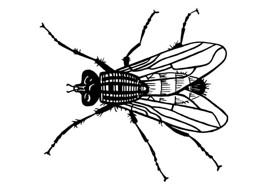 Coloring page fly