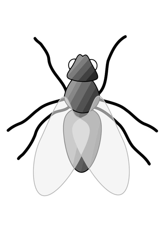 Coloring page fly