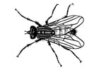 Coloring pages fly
