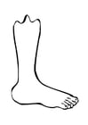 Coloring pages foot