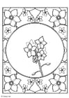Coloring page forget-me-not