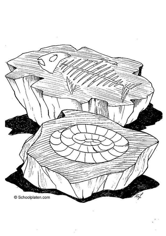 Coloring page fossil