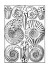 Coloring page fossils