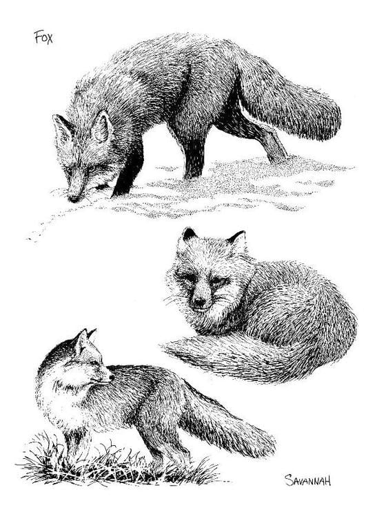 fox