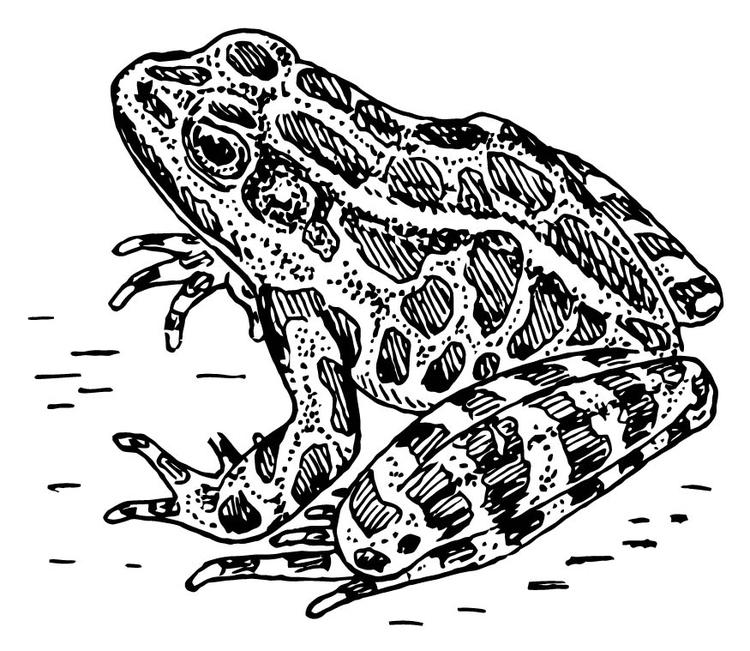 Coloring page frog