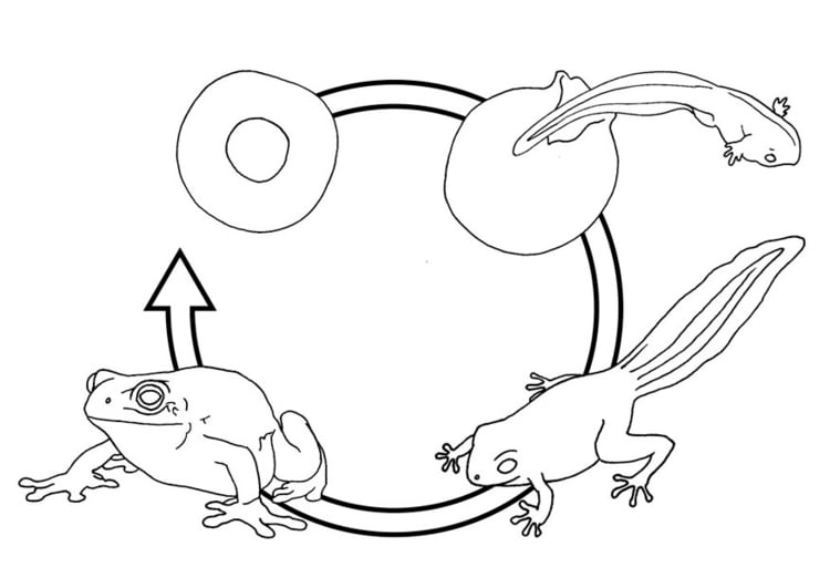 Coloring page frog life cycle