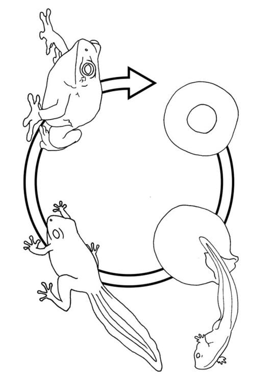 frog life cycle