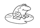 Coloring page Frog