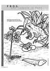 Coloring pages frog