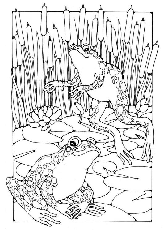 Coloring Page Frogs Free Printable