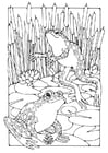 Coloring page Frogs