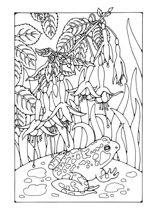 Coloring page fuchsia with frog