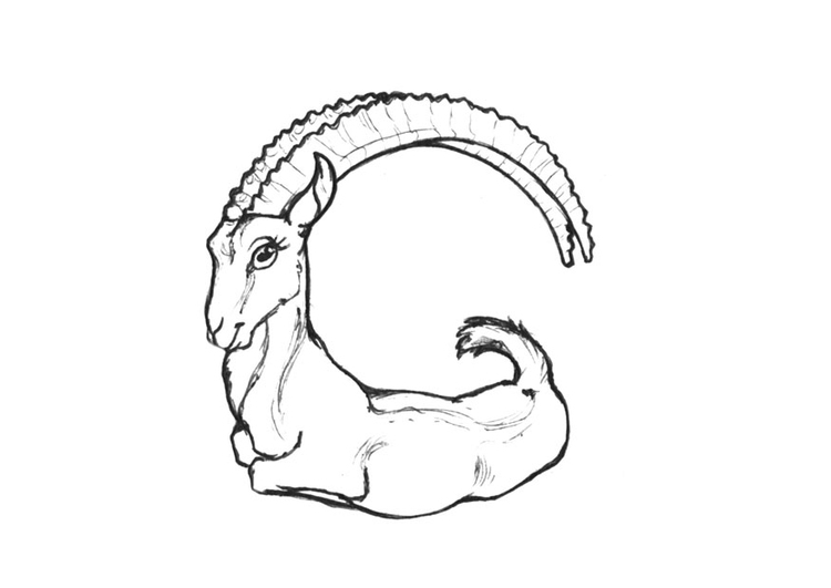 Coloring page g-goat