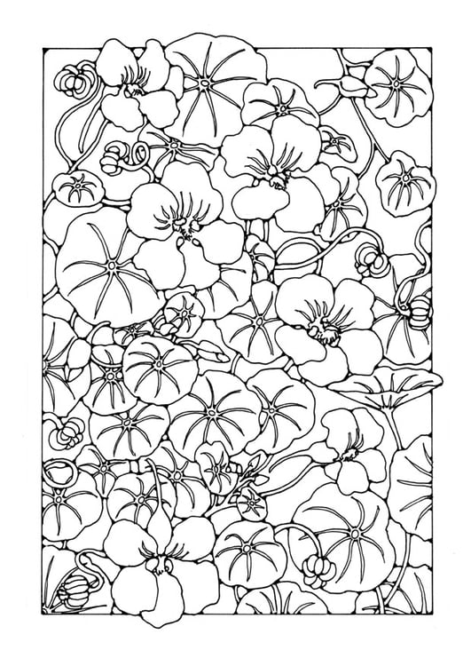 Coloring page garden nasturtium flower