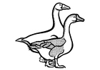 Coloring page geese