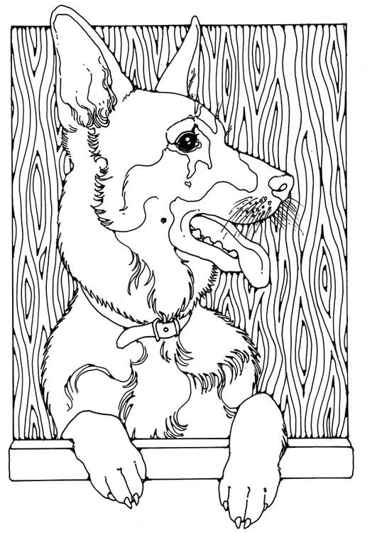 German shepherd