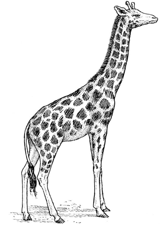 Coloring page giraffe