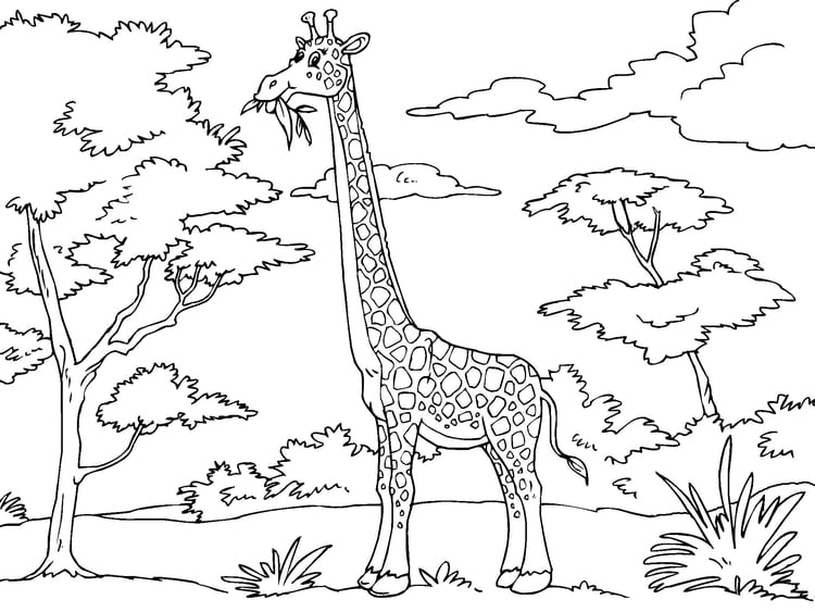 Coloring page giraffe