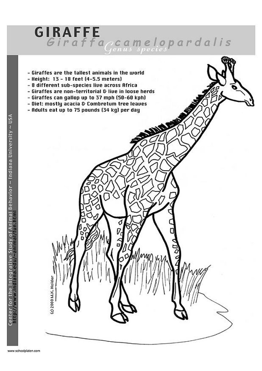 Coloring page giraffe