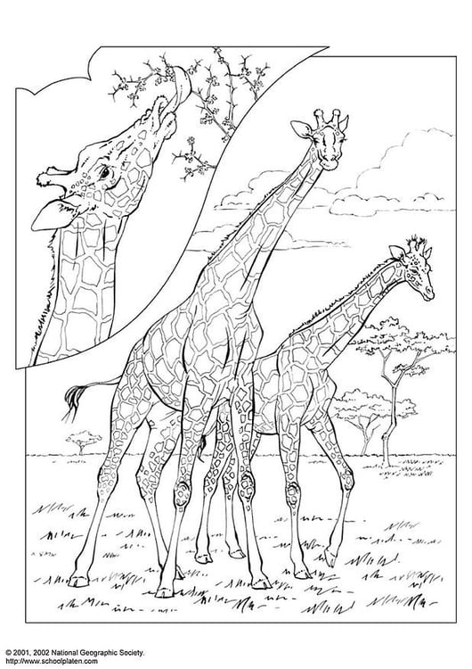 Coloring page giraffe