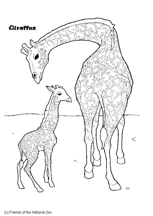 Coloring page giraffe