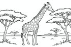 giraffe in the savannah