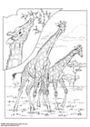 Coloring page giraffe