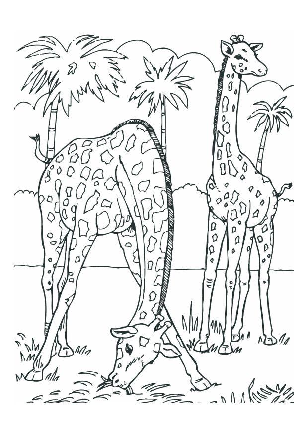 Coloring page giraffes