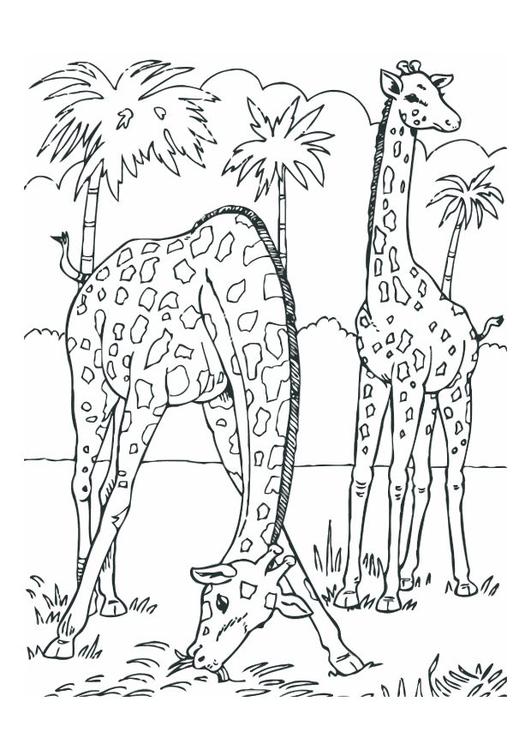 giraffes