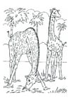 giraffes