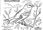 Coloring page goldfinch