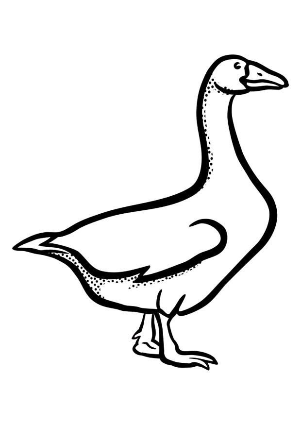 Coloring page goose