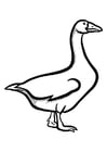 Coloring page goose