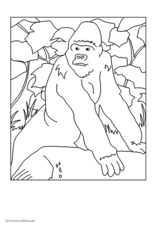 gorilla