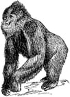 Coloring pages gorilla
