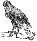 Coloring pages goshawk