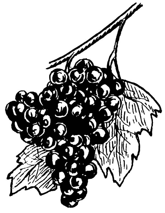 Coloring page Grapes