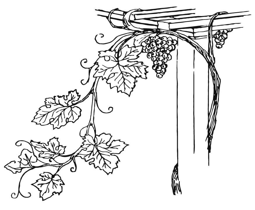 Coloring page Grapevine
