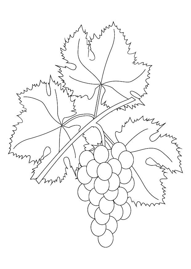 Coloring page grapevine