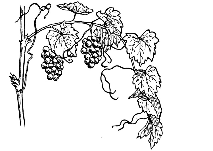 Coloring page grape-vine